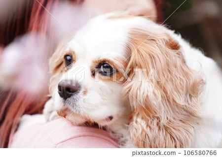 騎士查理王小獵犬和李子 騎士查理王小獵犬和李子 106580766