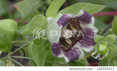 Tulninjin花 Tulninjin花 106580911