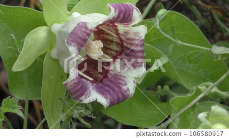 Tulninjin花 Tulninjin花 106580917