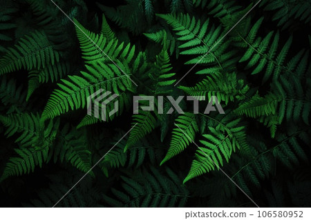 Fern leaves on a dark background Fern leaves on a dark background 106580952