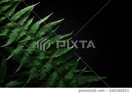 Fern leaves on a dark background 106580953