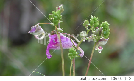 紅色的花朵 106581160