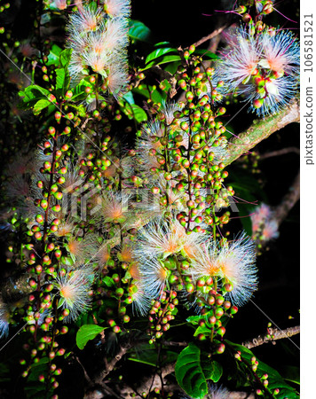 玉蕊 玉蕊 106581521