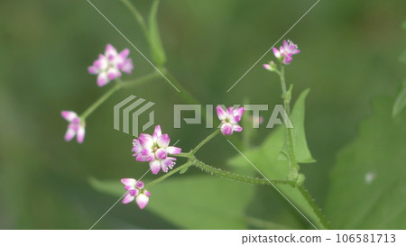 Misozoba flowers Misozoba flowers 106581713