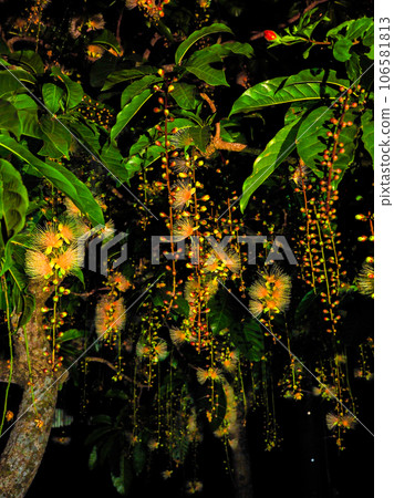 Sagaribana 106581813