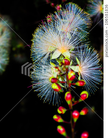 Sagaribana 106581836