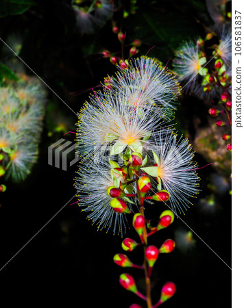 Sagaribana Sagaribana 106581837