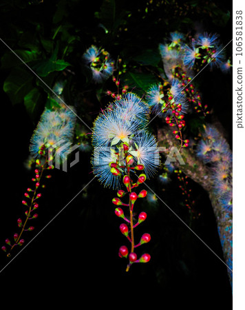 Sagaribana 106581838