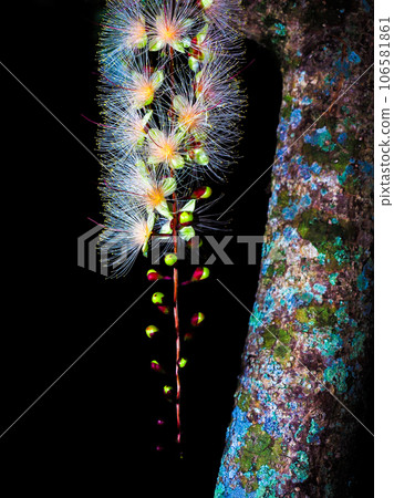 玉蕊 玉蕊 106581861