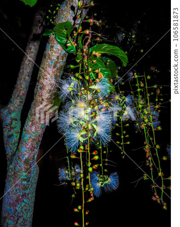 玉蕊 玉蕊 106581873