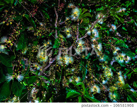 Sagaribana 106581908