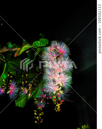 玉蕊 玉蕊 106582113