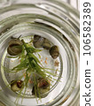 金魚缸裡的蝸牛和水生植物 106582389