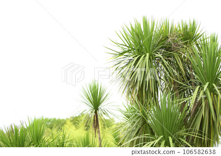 Tropical palm.Jungle exotic plant background. Tropical palm.Jungle exotic plant background. 106582638