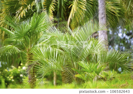 Tropical palm.Jungle exotic plant background. 106582643