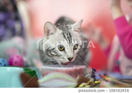 Bengal cat eats minced meat from a bowl. 106582658