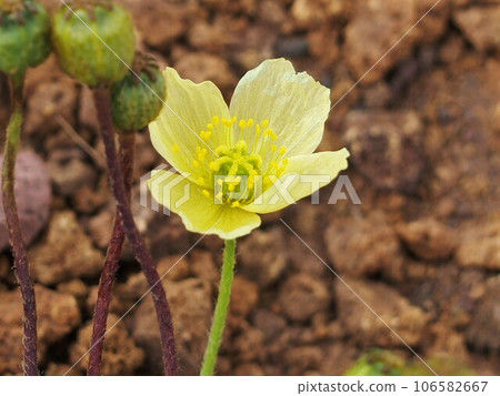 Rishirigashige 106582667