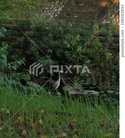 I photographed a heron aiming for prey. 106582693