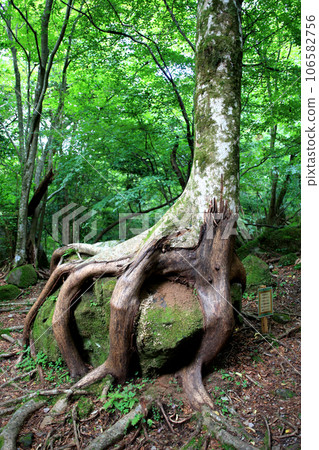 Yufu City, Oita Prefecture Kurodake primeval forest Walking course in the forest Halibut trees hugging rocks Yufu City, Oita Prefecture Kurodake primeval forest Walking course in the forest Halibut trees hugging rocks 106582756