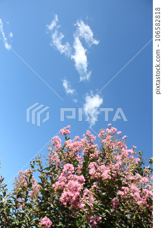 I took a picture of a blue sky and a smooth pink flower. I took a picture of a blue sky and a smooth pink flower. 106582818