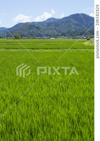 Summer countryside scenery Tottori Prefecture Gunge Town 106582828