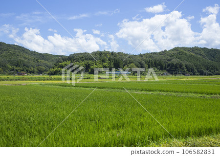 夏季田園風光 鳥取縣軍下町 106582831