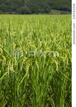 Summer countryside scenery Tottori Prefecture Gunge Town 106582836