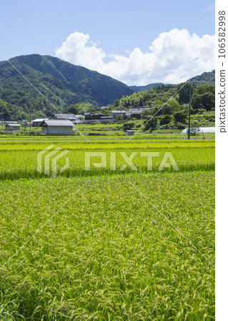 夏季田園風光 鳥取縣軍下町 106582998