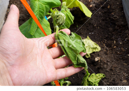Hot summer dryness destroying cultivated crops. Dehydration of Crop cucumber. Summer season 106583053
