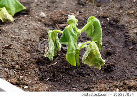 Spoiled cucumber, dry season. Ecological threat in agriculture. Spoiled food. Selective focus 106583054