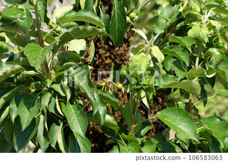 Big swarm of honey bees flying around beehive in apiary, insect in group footage. Selective focus 106583063