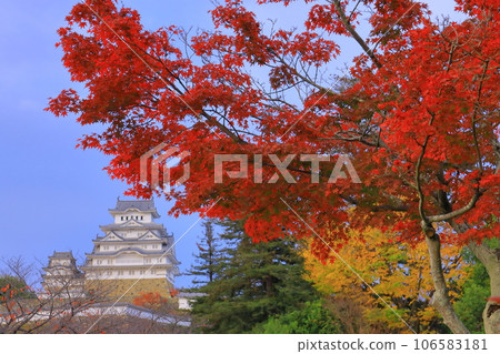 姬路城的紅葉(兵庫縣姬路市) 姬路城的紅葉(兵庫縣姬路市) 106583181