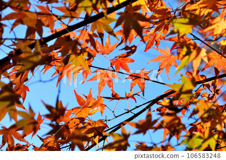 Thirty-en, autumn leaves Thirty-en, autumn leaves 106583248