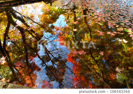 Thirty-en, autumn leaves 106583268