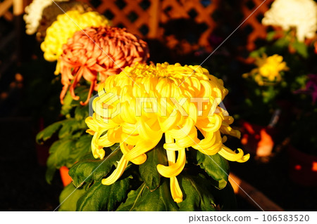 日本花園裡盛開的秋花：色彩繽紛的菊花 106583520
