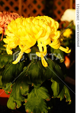 Autumn flowers in full bloom in a Japanese garden - close-up of yellow chrysanthemums Autumn flowers in full bloom in a Japanese garden - close-up of yellow chrysanthemums 106583521