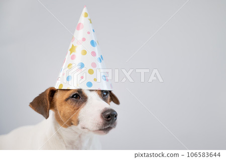 Dog in a birthday hat on a white background. Jack russell terrier is celebrating an anniversary 106583644