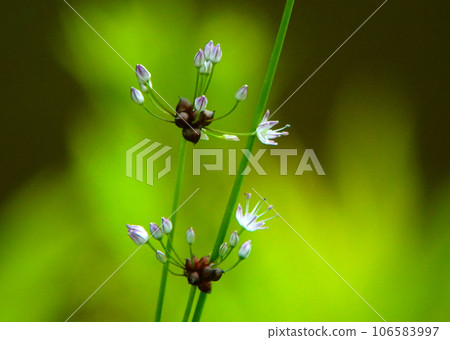 Noville Flower Noville Flower 106583997