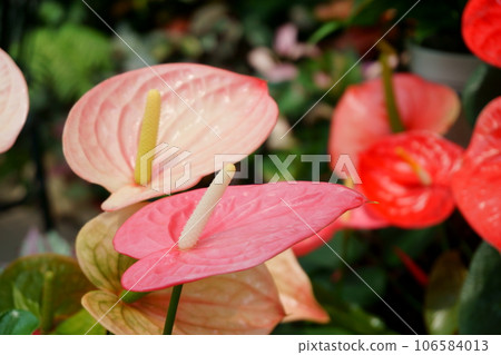 紅掌 106584013