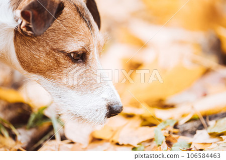 Dog searching something sniffing fallen autumn leaves in park on warm sunny day Dog searching something sniffing fallen autumn leaves in park on warm sunny day 106584463