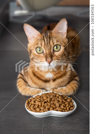 Bengal cat near a bowl of dry food. Bengal cat near a bowl of dry food. 106584563