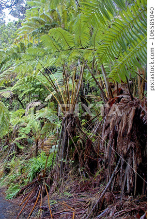 Tropical vegetation at Big Island, Hawaii 106585040