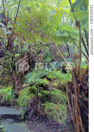 Tropical vegetation at Big Island, Hawaii Tropical vegetation at Big Island, Hawaii 106585041