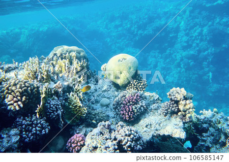 Underwater world of the Red Sea 106585147