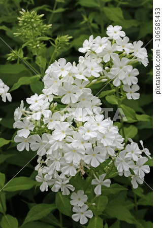 White phlox flower spikes White phlox flower spikes 106585453