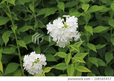 White phlox flower spikes White phlox flower spikes 106585457