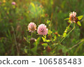 Pink Red Clover Flower Trifolium pratense plant close-up in field meadow Green Blurred Background. Pink Red Clover Flower Trifolium pratense plant close-up in field meadow Green Blurred Background. 106585483
