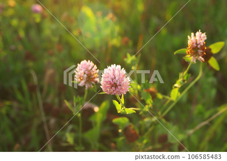 Pink Red Clover Flower Trifolium pratense plant close-up in field meadow Green Blurred Background. 106585483