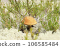 Orange red cap Boletus sanguinescens Leccinum aurantiacum mushroom on white lichen moss background Orange red cap Boletus sanguinescens Leccinum aurantiacum mushroom on white lichen moss background 106585484