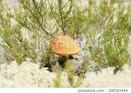 Orange red cap Boletus sanguinescens Leccinum aurantiacum mushroom on white lichen moss background 106585484